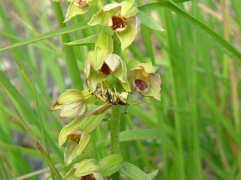 Epipactis